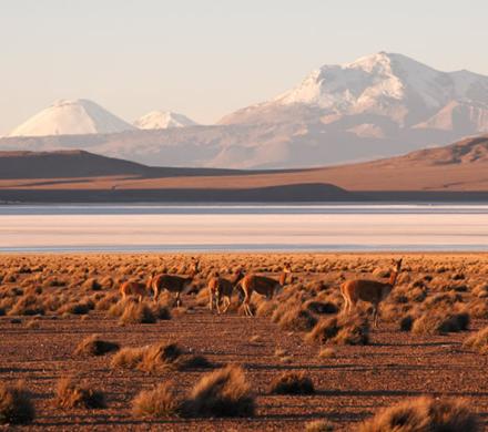 Salar de Surire